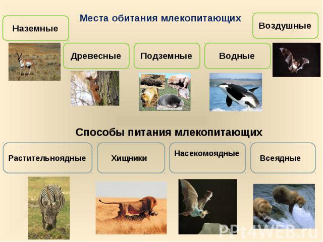 Места обитания млекопитающихСпособы питания млекопитающих