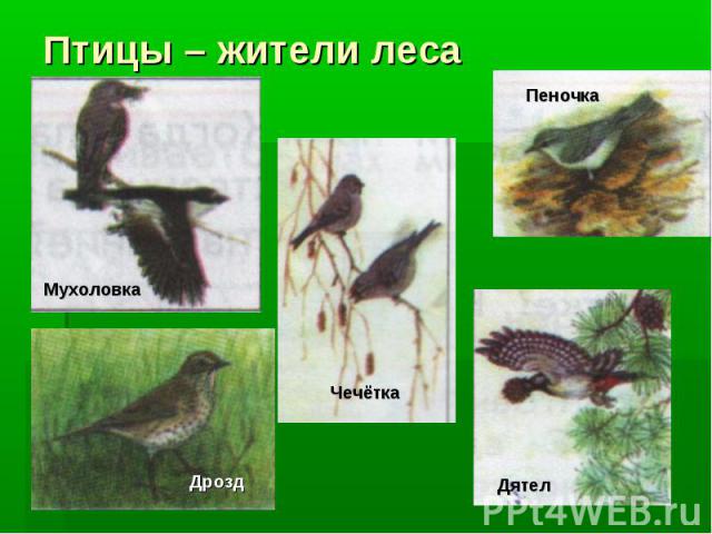 Птицы – жители леса