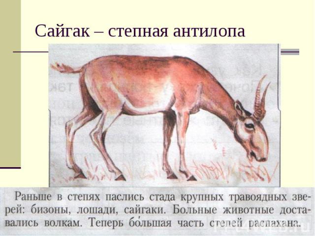 Сайгак – степная антилопа