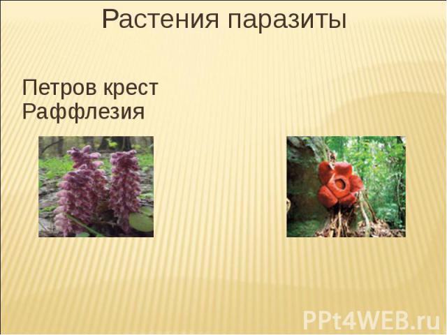 Растения паразитыПетров крест Раффлезия