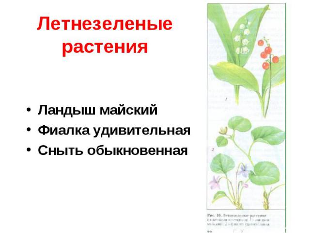 Летнезеленые растенияЛандыш майскийФиалка удивительнаяСныть обыкновенная