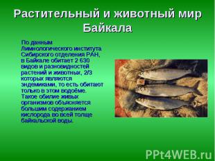Растительный и животный мир Байкала По данным Лимнологического института Сибирск