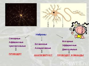 Нейроны СенсорныеАфферентные чувствительныеПРОВОДЯТ ВставочныеАссоциативные Мото