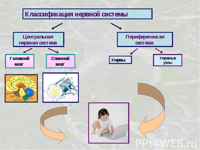 Классификация нервной системы Центральная нервная система Периферическая система