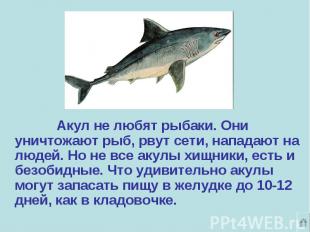 Акул не любят рыбаки. Они уничтожают рыб, рвут сети, нападают на людей. Но не вс