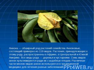 Аннона — обширный род растений семейства Анноновые, состоящий примерно из 119 ви