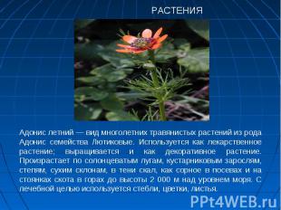РАСТЕНИЯАдонис летний — вид многолетних травянистых растений из рода Адонис семе