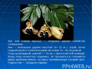 Аки, или Блигия вкусная — плодовое дерево семейства Сапиндовые.Аки — небольшое д