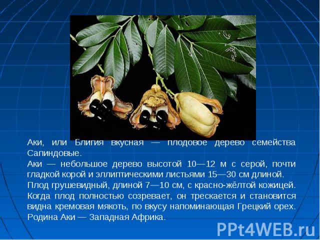 Аки, или Блигия вкусная — плодовое дерево семейства Сапиндовые.Аки — небольшое дерево высотой 10—12 м с серой, почти гладкой корой и эллиптическими листьями 15—30 см длиной.Плод грушевидный, длиной 7—10 см, с красно-жёлтой кожицей. Когда плод полнос…