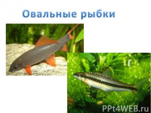 Овальные рыбки