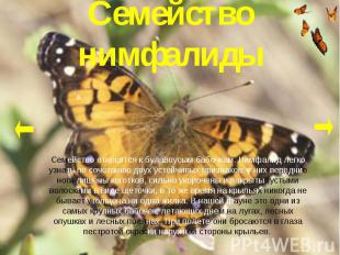 Семейство нимфалиды Семейство относится к булавоусым бабочкам. Нимфалид легко уз