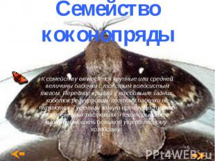 Семейство коконопряды К семейству относятся крупные или средней величины бабочки