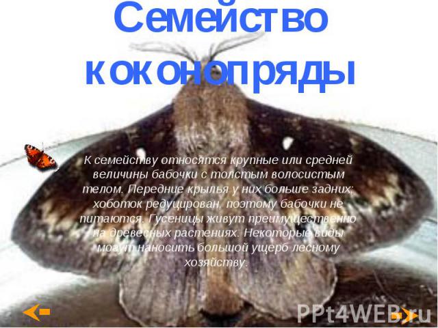 Семейство коконопряды К семейству относятся крупные или средней величины бабочки с толстым волосистым телом. Передние крылья у них больше задних; хоботок редуцирован, поэтому бабочки не питаются. Гусеницы живут преимущественно на древесных растениях…