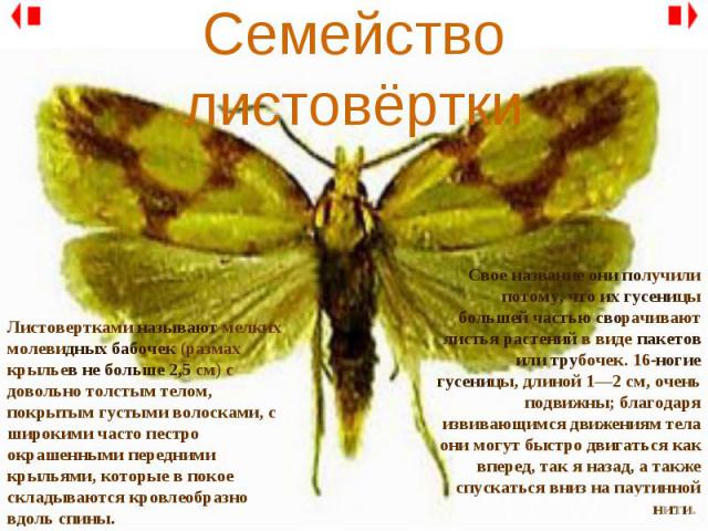 Семейство листовёртки Листовертками называют мелких молевидных бабочек (размах крыльев не больше 2,5 см) с довольно толстым телом, покрытым густыми волосками, с широкими часто пестро окрашенными передними крыльями, которые в покое складываются кровл…