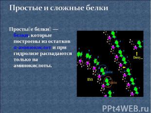 Простые и сложные белкиПростые белки — белки, которые построены из остатков α-ам