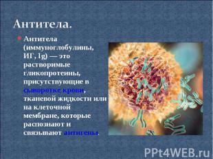 Антитела.Антитела (иммуноглобулины, ИГ, Ig) — это растворимые гликопротеины, при