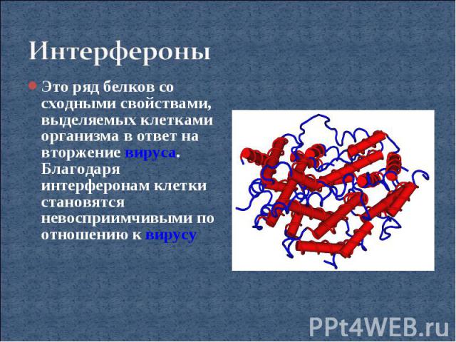 Интерфероны Это ряд белков со сходными свойствами, выделяемых клетками организма в ответ на вторжение вируса. Благодаря интерферонам клетки становятся невосприимчивыми по отношению к вирусу