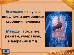 Анатомия – наука о внешнем и внутреннем строении человекаМетоды: вскрытие, рентг