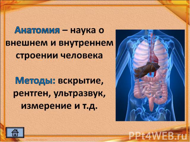 Анатомия – наука о внешнем и внутреннем строении человекаМетоды: вскрытие, рентген, ультразвук, измерение и т.д.
