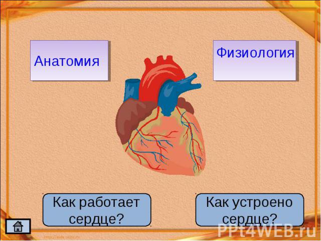 Анатомия Как работает сердце?Физиология Как устроено сердце?
