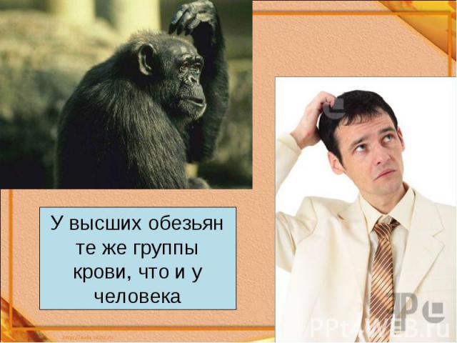 У высших обезьян те же группы крови, что и у человека