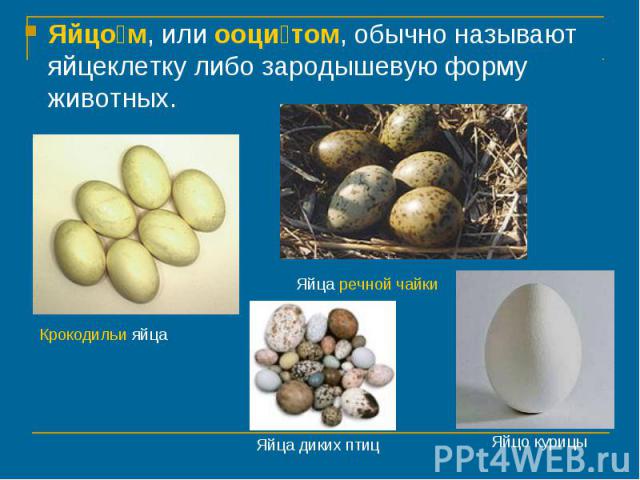 Яйцом, или ооцитом, обычно называют яйцеклетку либо зародышевую форму животных.