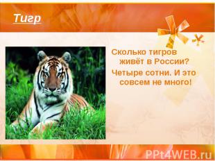 ТигрСколько тигров живёт в России?Четыре сотни. И это совсем не много!