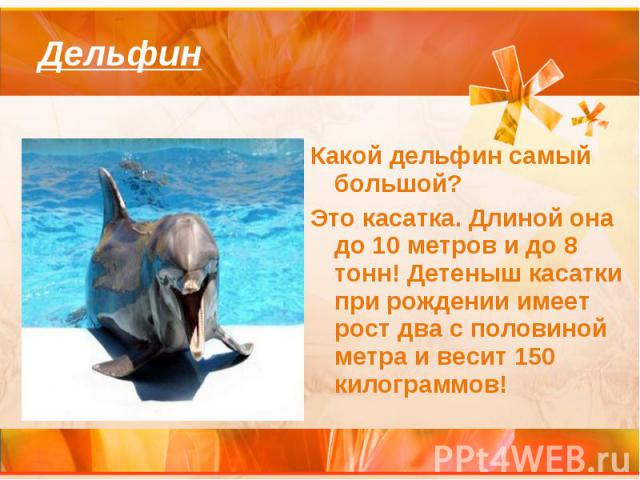 ДельфинКакой дельфин самый большой? Это касатка. Длиной она до 10 метров и до 8 тонн! Детеныш касатки при рождении имеет рост два с половиной метра и весит 150 килограммов!