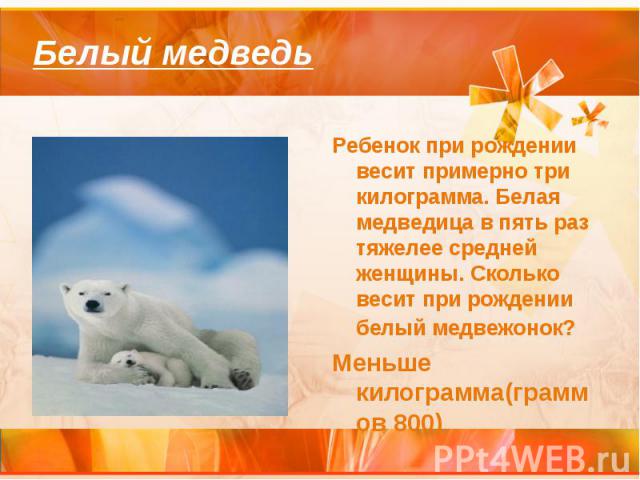 Белый медведьРебенок при рождении весит примерно три килограмма. Белая медведица в пять раз тяжелее средней женщины. Сколько весит при рождении белый медвежонок? Меньше килограмма(граммов 800)