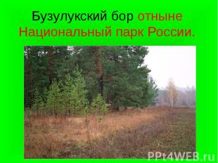 Бузулукский бор отныне Национальный парк России