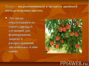 Плод — видоизмененный в процессе двойного оплодотворения цветок.Это орган, образ