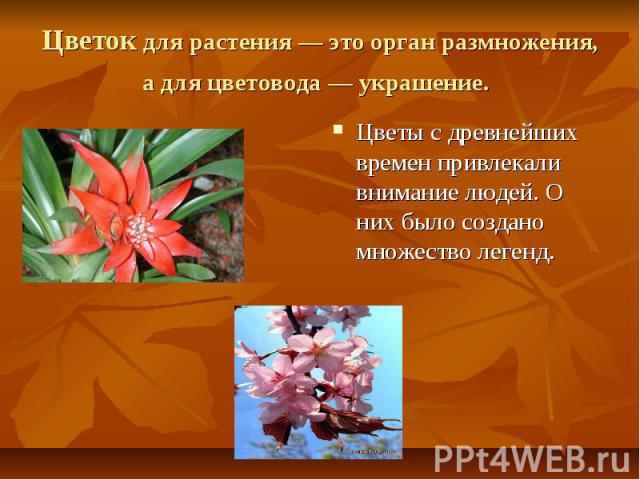 Цветок для растения — это орган размножения, а для цветовода — украшение. Цветы с древнейших времен привлекали внимание людей. О них было создано множество легенд.