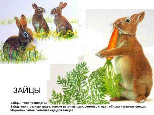 Зайцы- тоже травоядные животные.Зайцы едят разную траву, тонкие веточки, кору, с