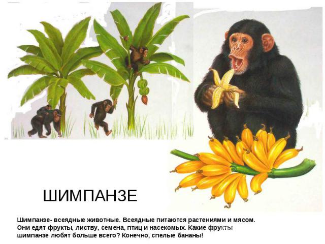 Шимпанзе- всеядные животные. Всеядные питаются растениями и мясом. Они едят фрукты, листву, семена, птиц и насекомых. Какие фруктышимпанзе любят больше всего? Конечно, спелые бананы!