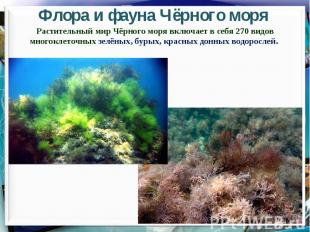 Флора и фауна Чёрного моряРастительный мир Чёрного моря включает в себя 270 видо