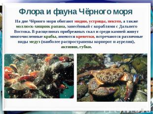 Флора и фауна Чёрного моряНа дне Чёрного моря обитают мидии, устрицы, пектен, а