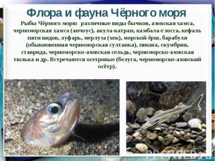Флора и фауна Чёрного моряРыбы Чёрного моря: различные виды бычков, азовская хам