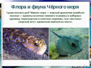 Флора и фауна Чёрного моряСреди опасных рыб Чёрного моря — морской дракончик (на
