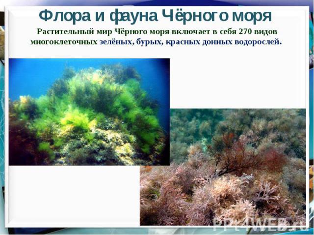 Флора и фауна Чёрного моряРастительный мир Чёрного моря включает в себя 270 видов многоклеточных зелёных, бурых, красных донных водорослей.