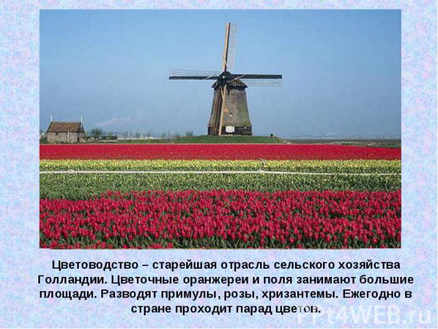Цветоводство – старейшая отрасль сельского хозяйства Голландии. Цветочные оранжереи и поля занимают большие площади. Разводят примулы, розы, хризантемы. Ежегодно в стране проходит парад цветов.