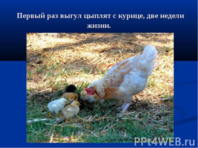 Первый раз выгул цыплят с курице, две недели жизни.