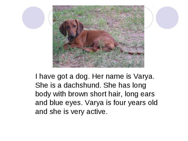 I have got a dog. Her name is Varya. She is a dachshund. She has long body with brown short hair, long ears and blue eyes. Varya is four years old and she is very active.