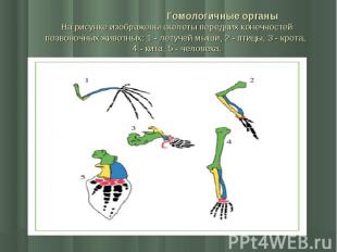 Гомологичные органы На рисунке изображены скелеты передних конечностей позвоночн