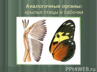 Аналогичные органы: крылья птицы и бабочки