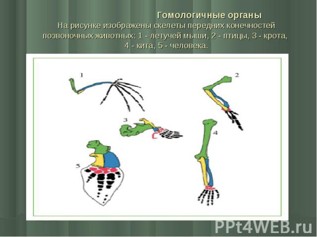 Гомологичные органы На рисунке изображены скелеты передних конечностей позвоночных животных: 1 - летучей мыши, 2 - птицы, 3 - крота, 4 - кита, 5 - человека.