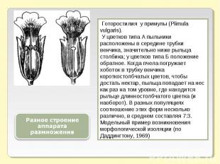Разное строение аппарата размножения Готоростилия у примулы (Plimula vulgaris).