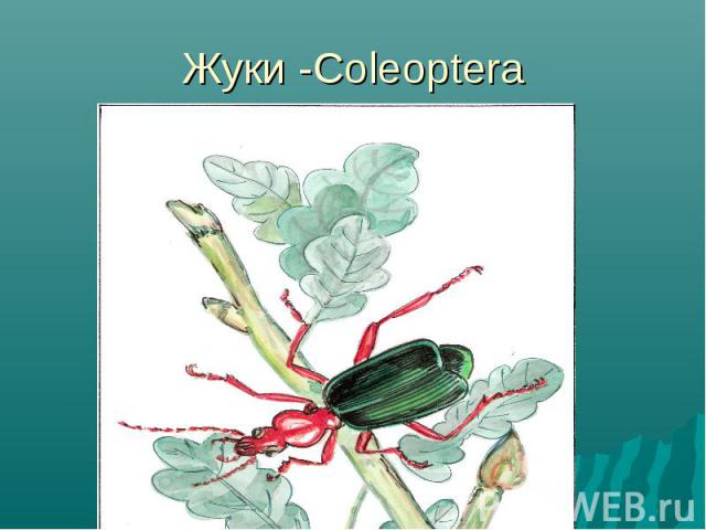 Жуки -Coleoptera