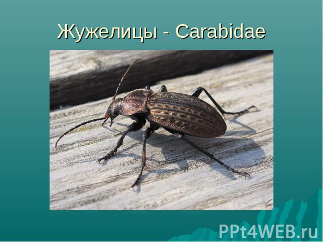 Жужелицы - Carabidae