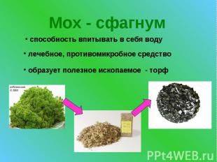 Мох - сфагнум способность впитывать в себя воду лечебное, противомикробное средс