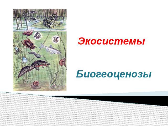Сообщество экосистема биогеоценоз презентация биология 9 класс